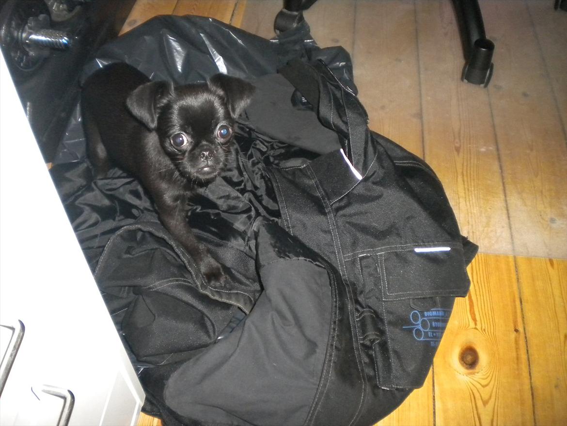 Griffon petit brabancon Milo billede 11