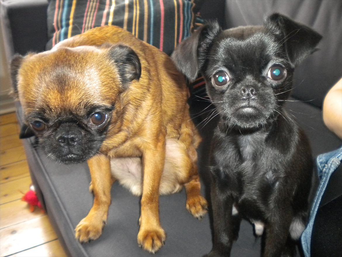 Griffon petit brabancon Milo - Det er min kæreste :) billede 12