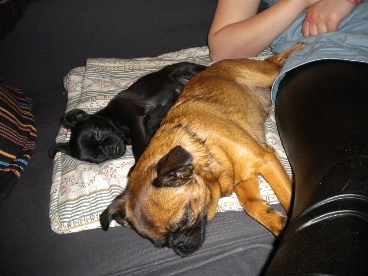 Griffon petit brabancon Milo - En lille lur med kæresten ... billede 13