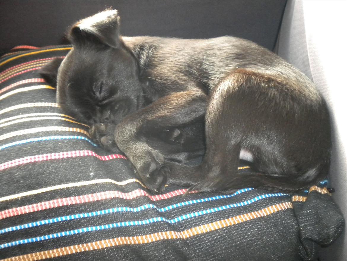 Griffon petit brabancon Milo billede 14