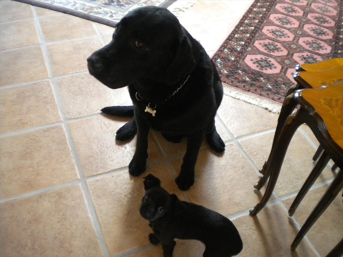 Griffon petit brabancon Milo - Min gode ven Buster :) billede 15