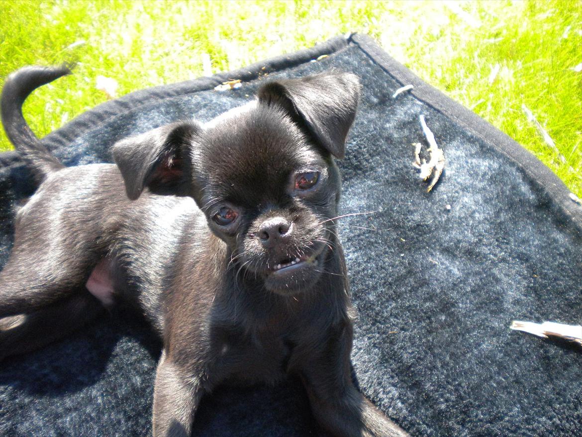 Griffon petit brabancon Milo - Jeg elsker bare haven i Nordjylland :) billede 16