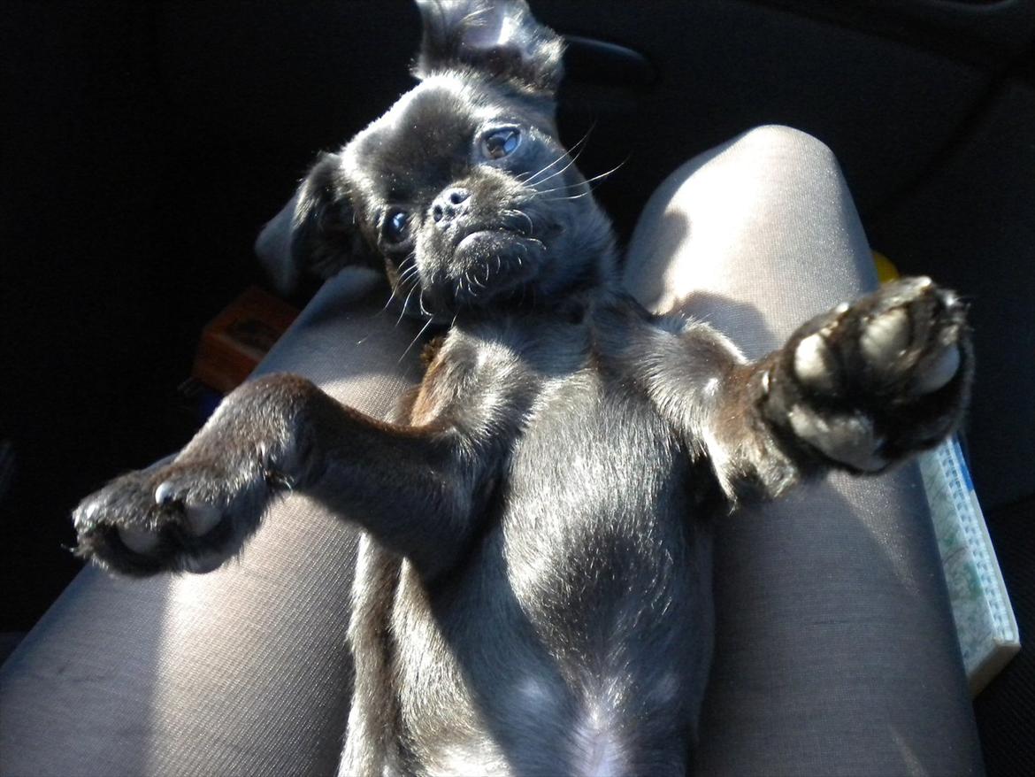 Griffon petit brabancon Milo - Ude og køre bil... billede 17