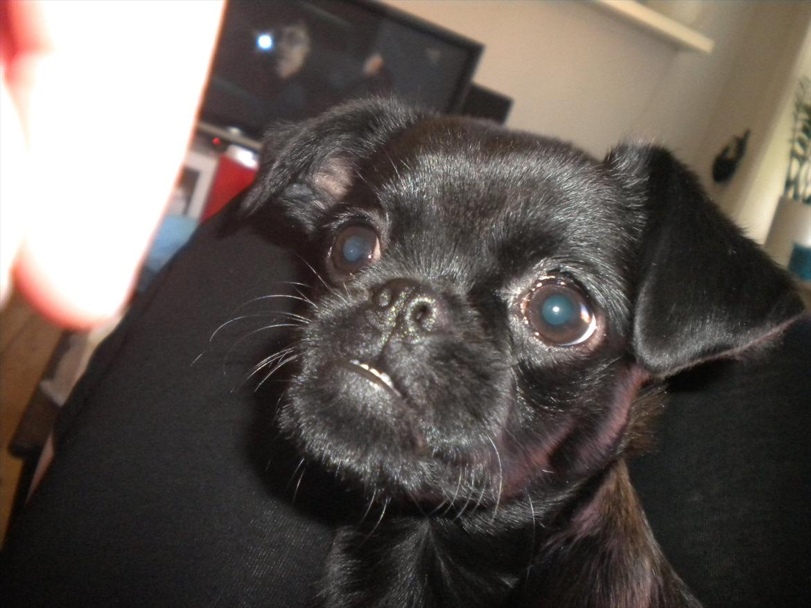 Griffon petit brabancon Milo billede 18