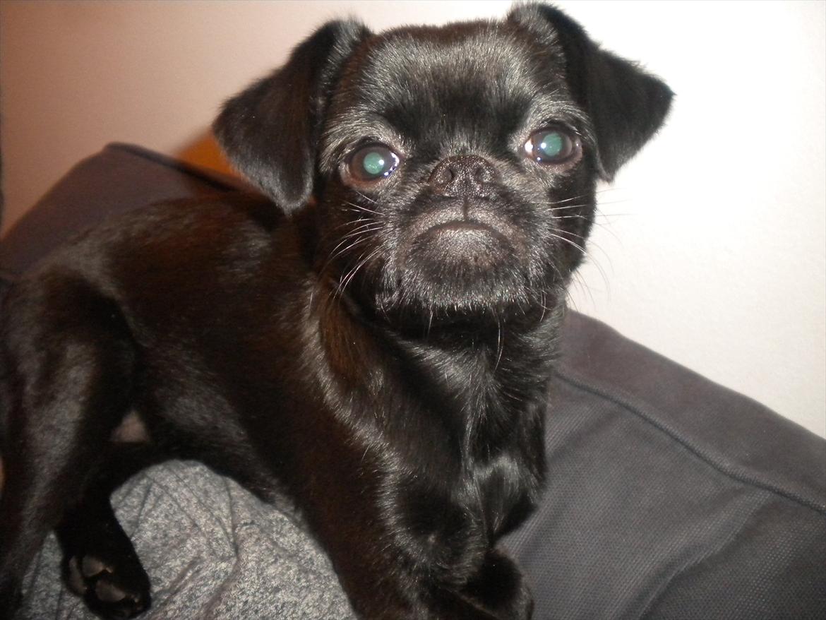 Griffon petit brabancon Milo billede 19