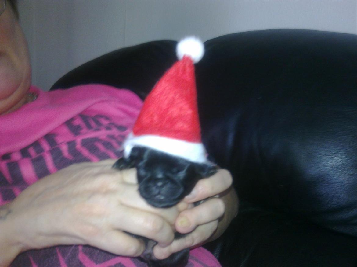 Griffon petit brabancon Milo billede 20