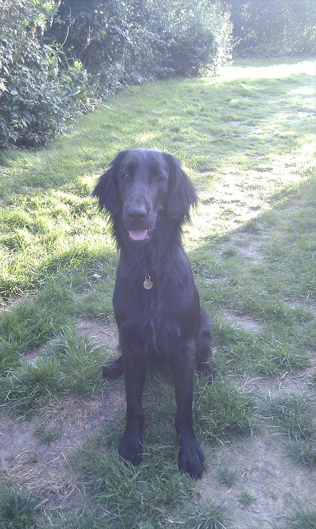 Flat coated retriever revage billede 1