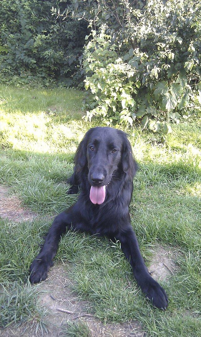 Flat coated retriever revage billede 2