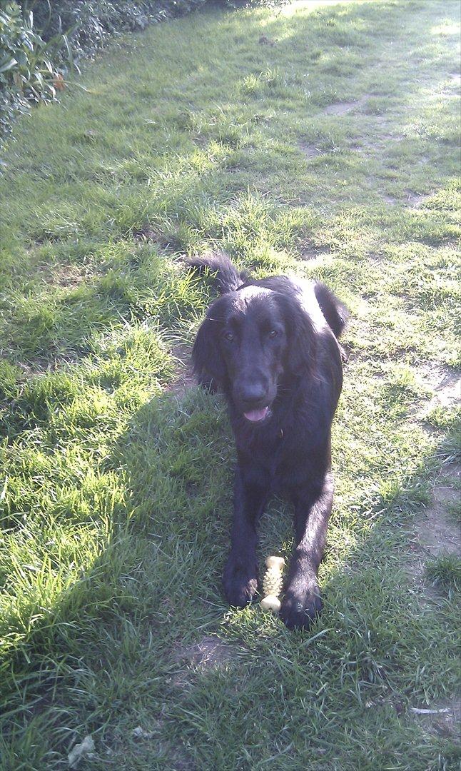 Flat coated retriever revage billede 3