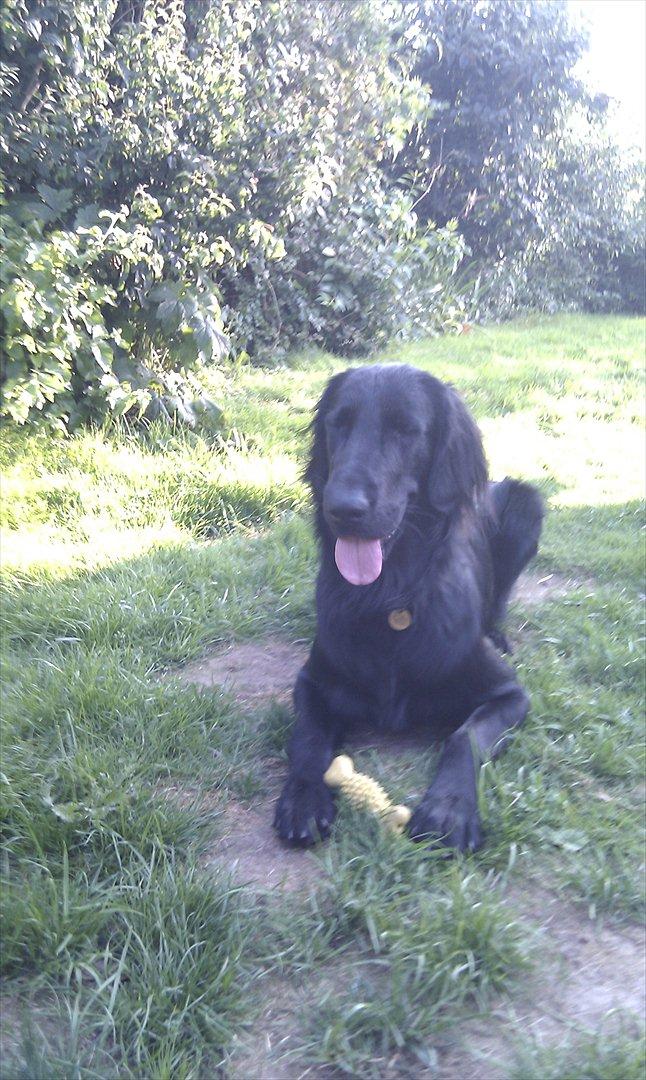 Flat coated retriever revage billede 4