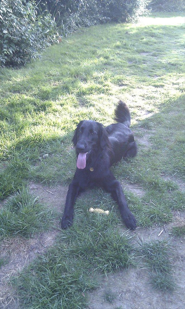 Flat coated retriever revage billede 5