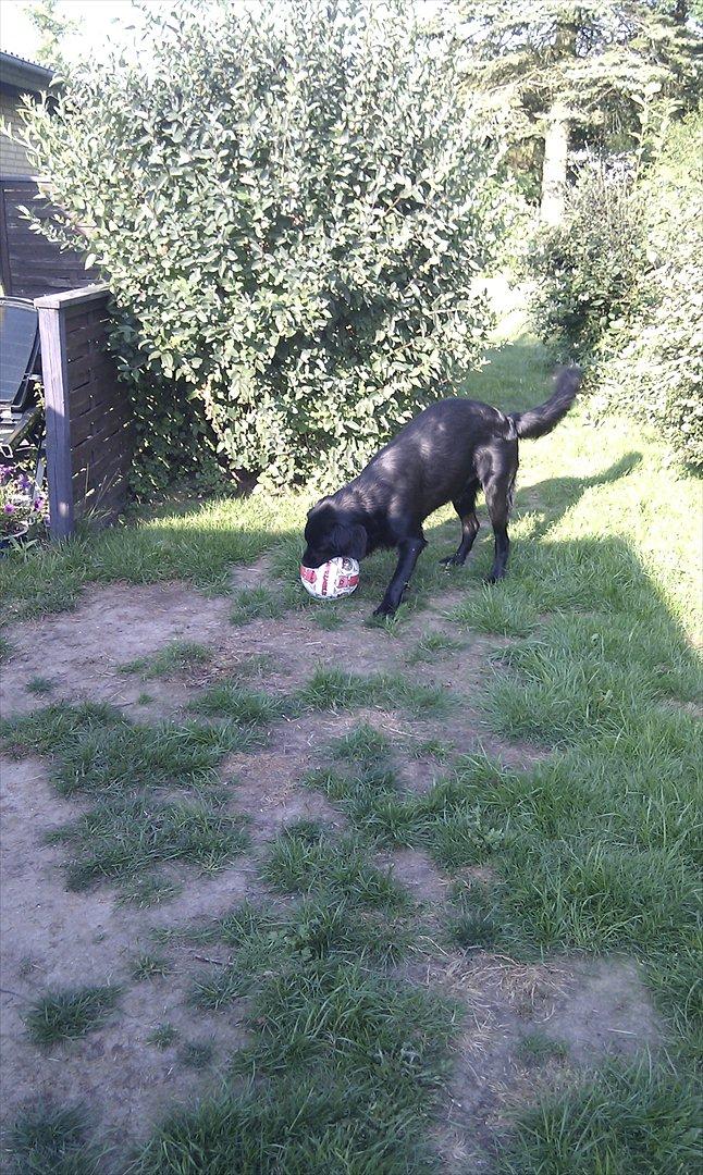 Flat coated retriever revage billede 6