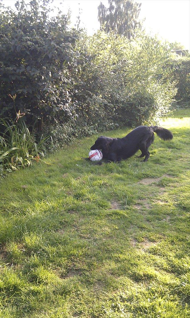 Flat coated retriever revage billede 7