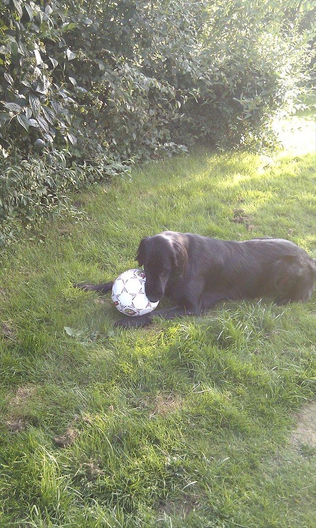 Flat coated retriever revage billede 8