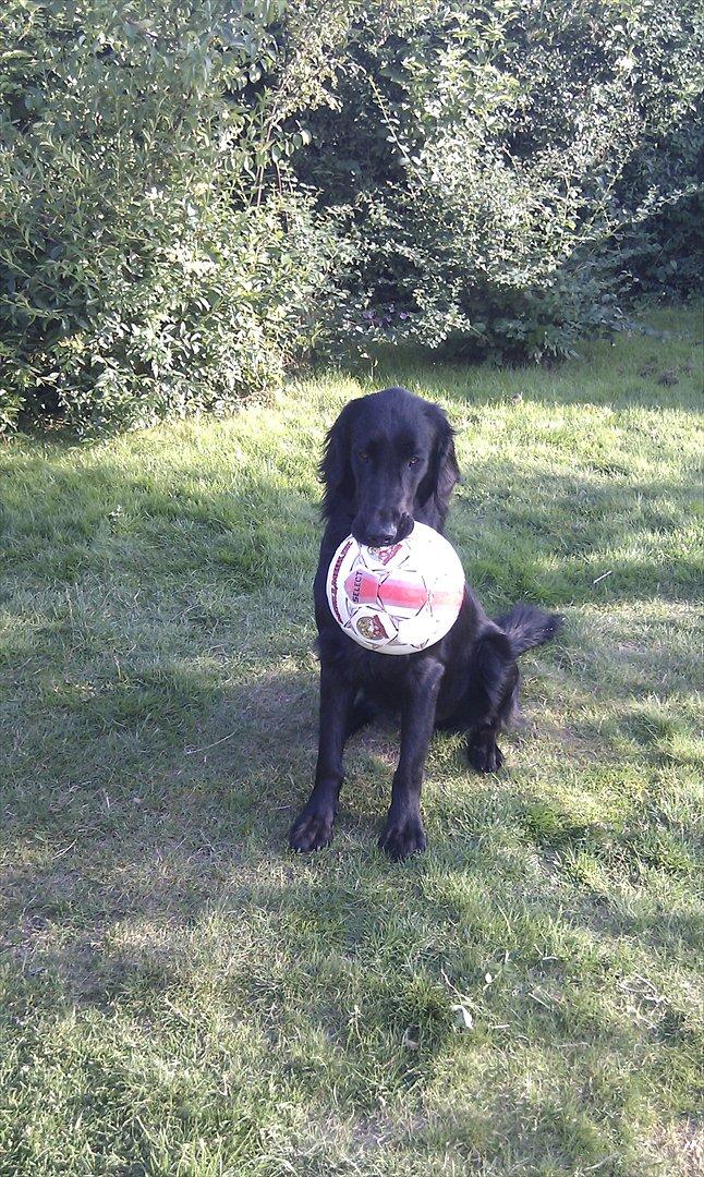 Flat coated retriever revage billede 9