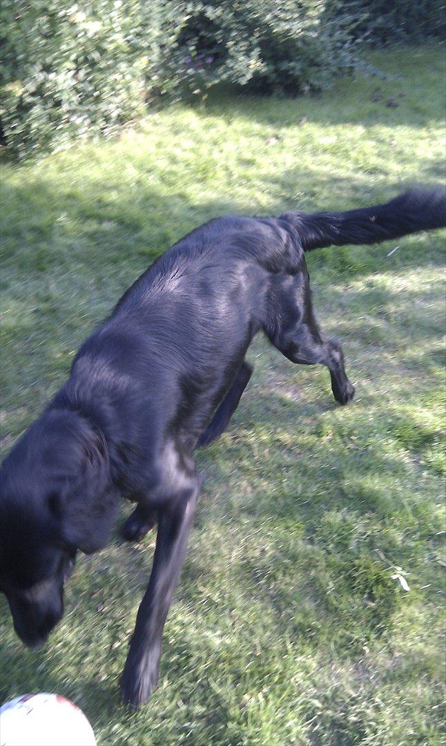 Flat coated retriever revage billede 10