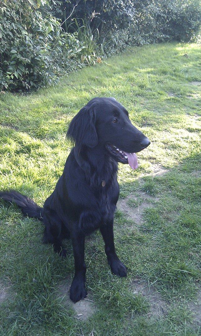 Flat coated retriever revage billede 11