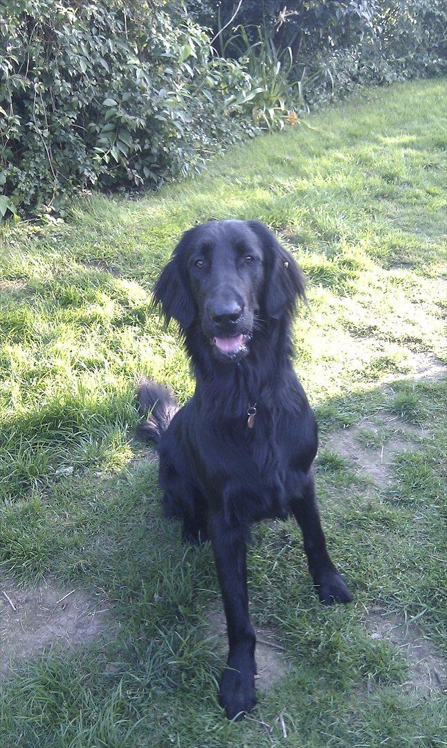 Flat coated retriever revage billede 12