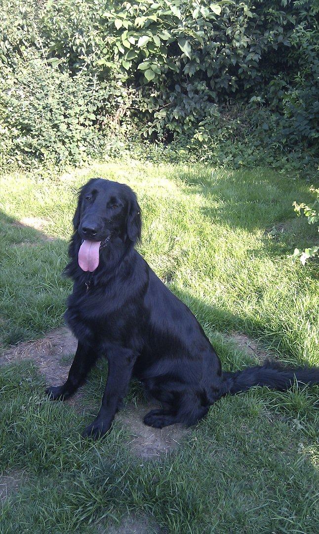 Flat coated retriever revage billede 13