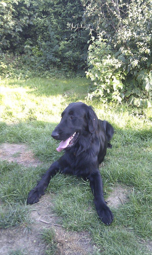 Flat coated retriever revage billede 14
