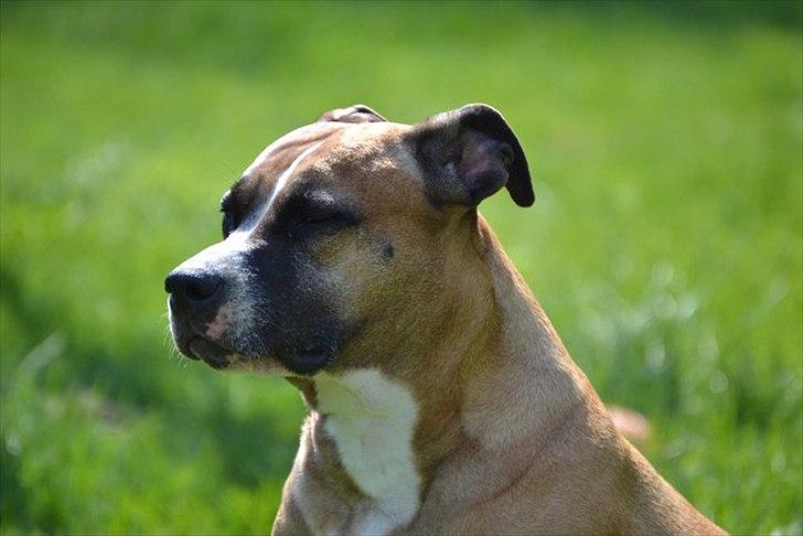 Amerikansk staffordshire terrier Rynke R.I.P verdens bedste Rynke - Lige 6 nye billeder fra sommerhus turen :) billede 9