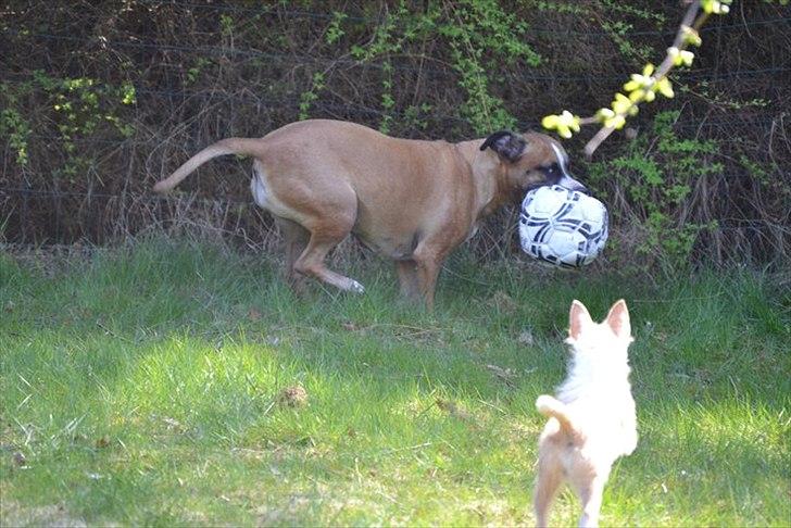Amerikansk staffordshire terrier Rynke R.I.P verdens bedste Rynke billede 13