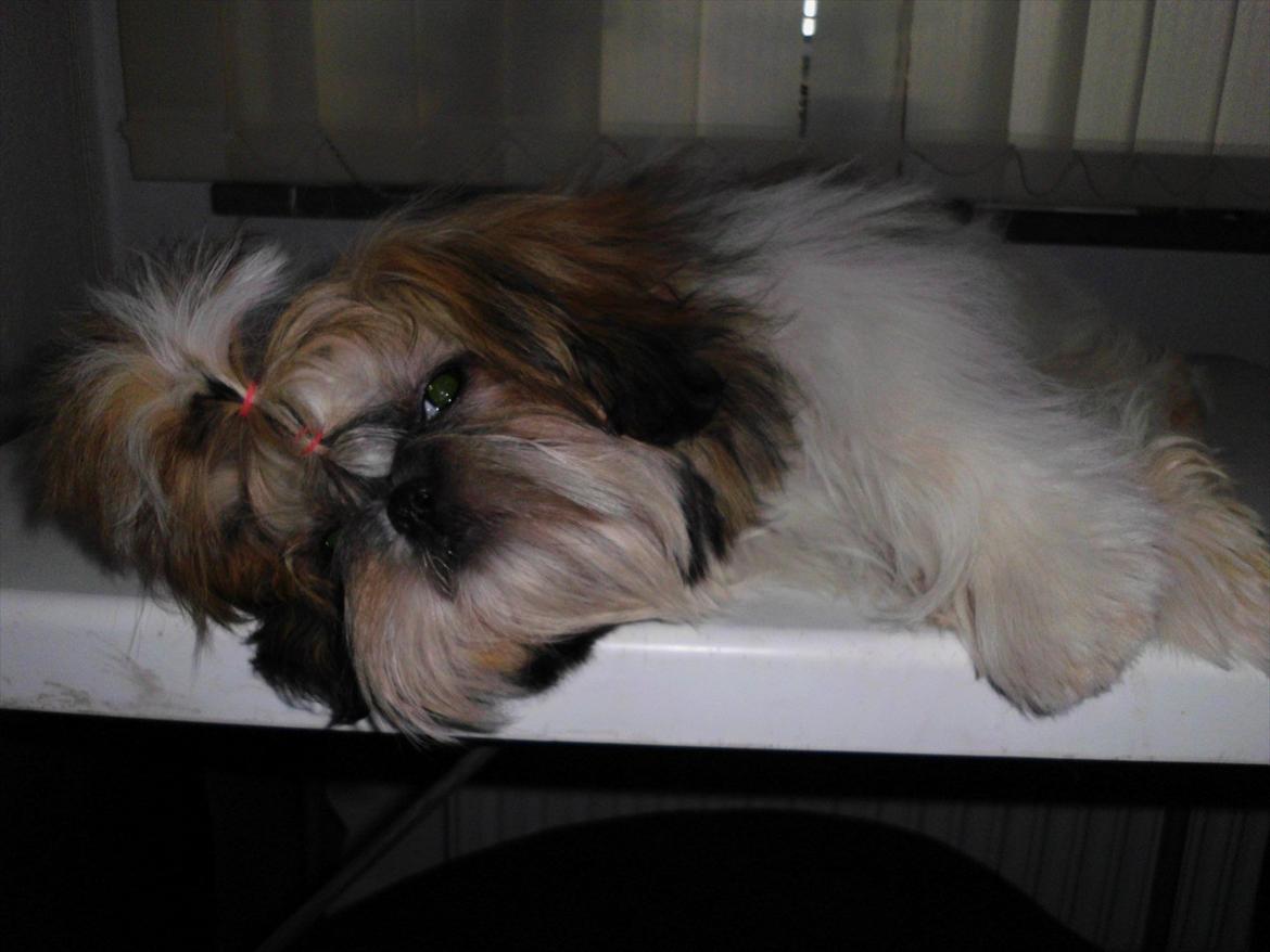 Shih tzu Bea aka Duracell, Bor hos min datter nu billede 17