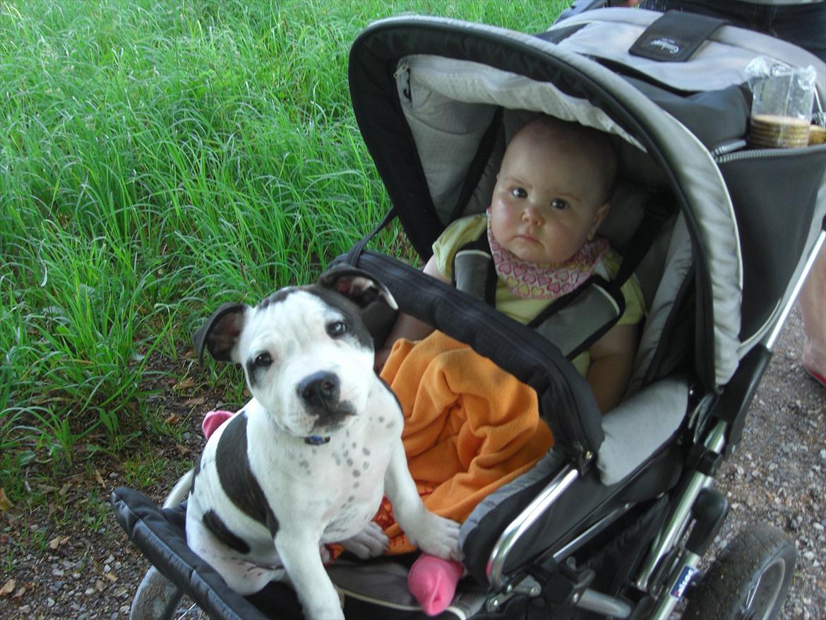 Staffordshire bull terrier Buster - Når turen bliver for lang, må Buster op til Lærke og sidde... billede 13