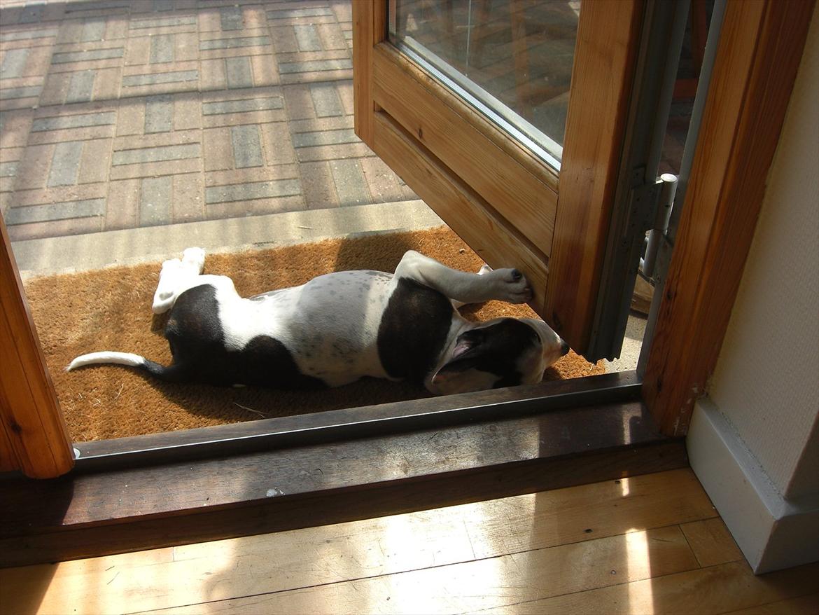 Staffordshire bull terrier Buster - mmm...sol.....zzzzZZZZzzzZZzz billede 14