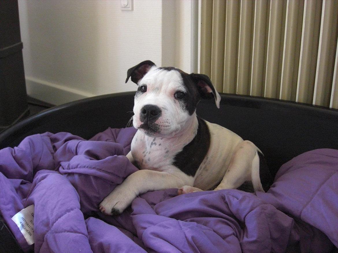 Staffordshire bull terrier Buster - Godmorgen??? billede 15