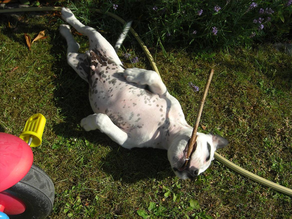Staffordshire bull terrier Buster - Sol, slappe af og tygge pind, også på samme tid!? perfekt! billede 16
