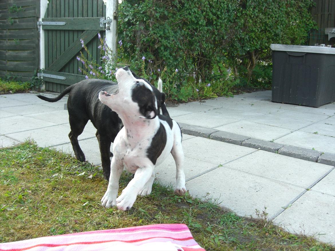 Staffordshire bull terrier Buster - Buster driller Annie... igen billede 17