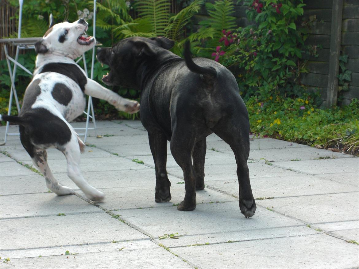 Staffordshire bull terrier Buster - Jojo, ej at forglemme, Buster er jo en faaarrrlig KAMPHUND! billede 18