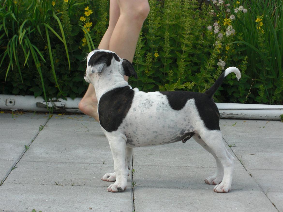 Staffordshire bull terrier Buster billede 19