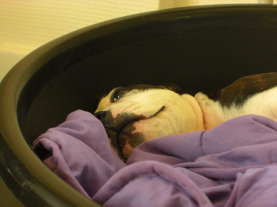 Staffordshire bull terrier Buster - Boble, boble boble.... billede 20