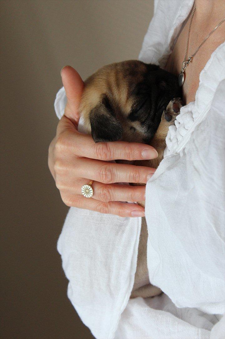 Mops Valther billede 15