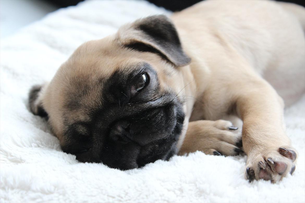 Mops Valther billede 16