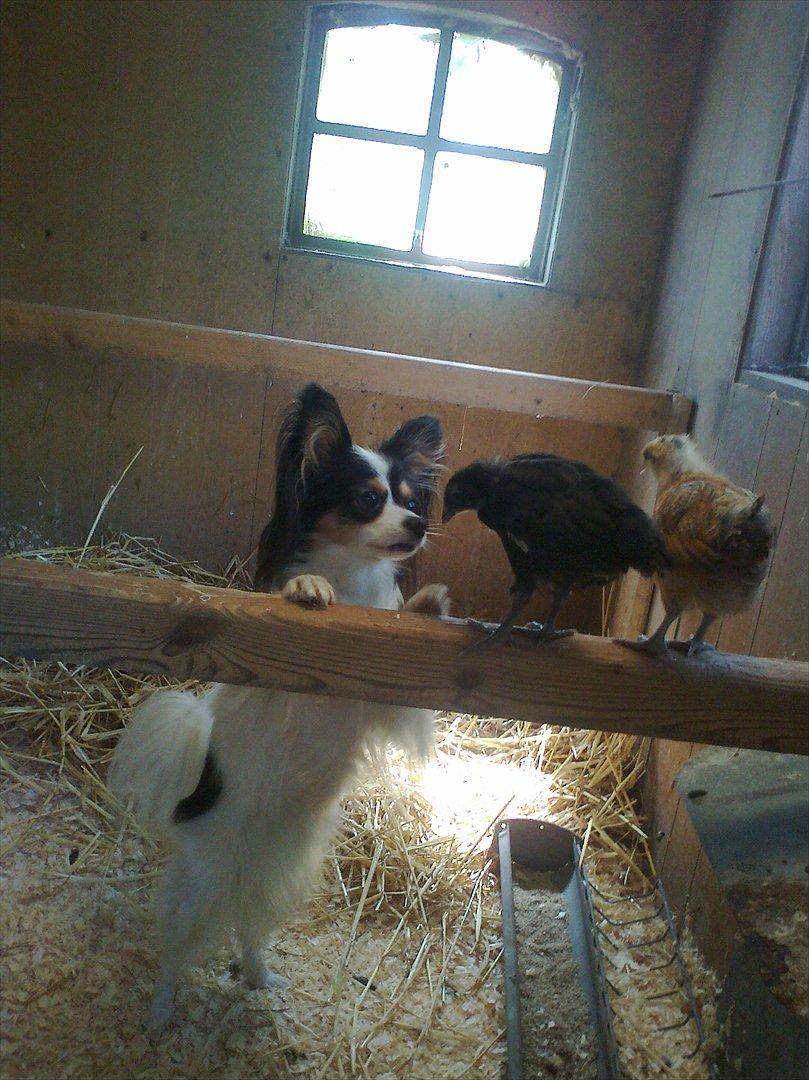 Papillon Betty - bettefis eeeelsker kyllinger!:D Chiken Junior xD hehe billede 20