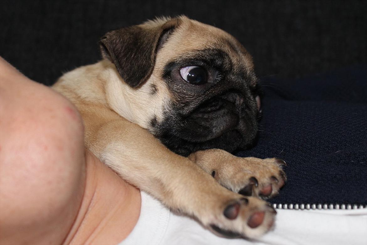 Mops Valther billede 18