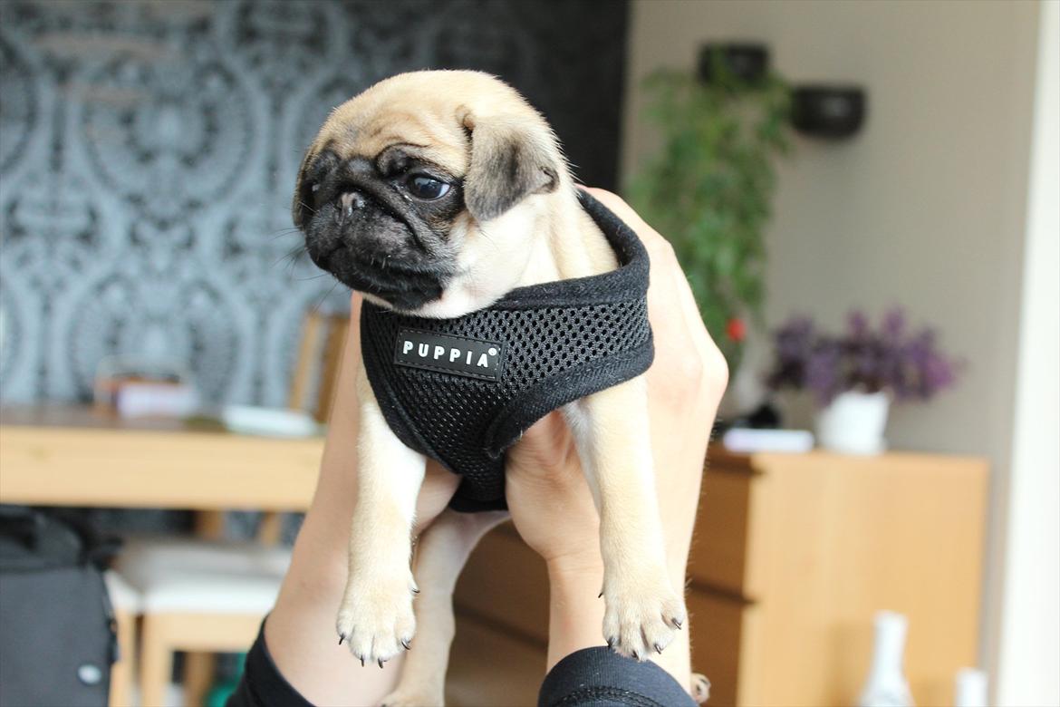 Mops Valther - Selen i str. XS var stadig liiiiidt for stor :) billede 10