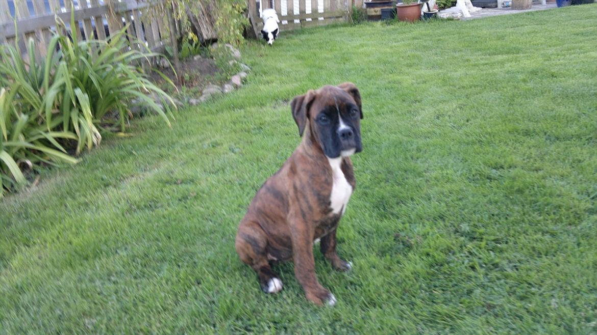 Boxer sally billede 1