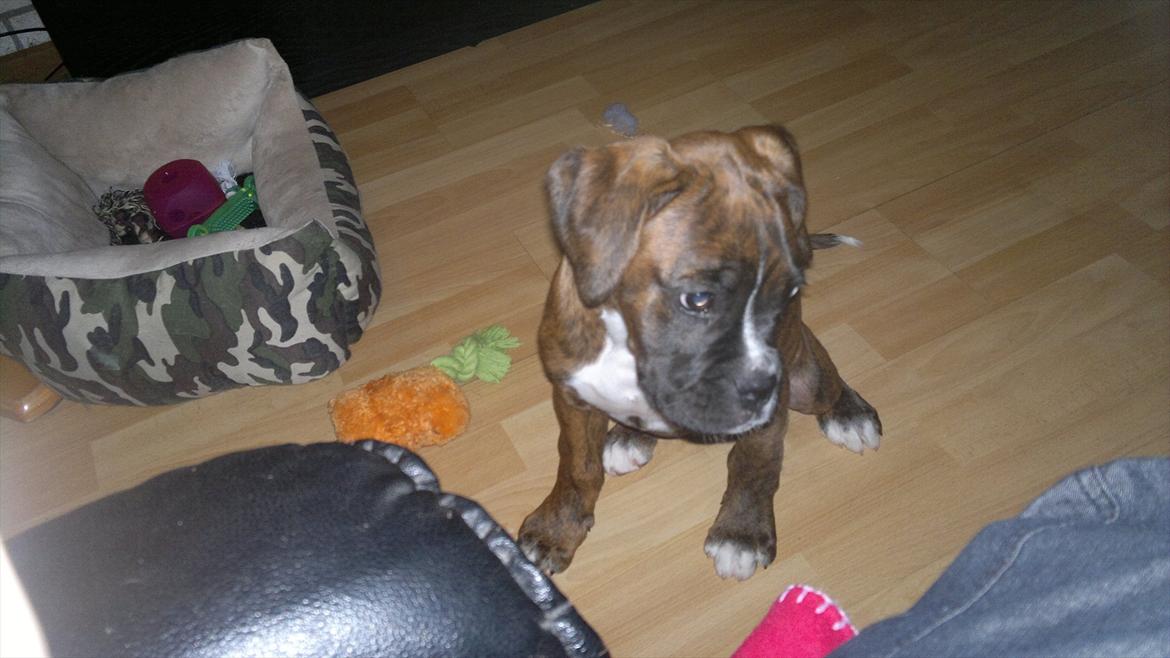 Boxer sally billede 2