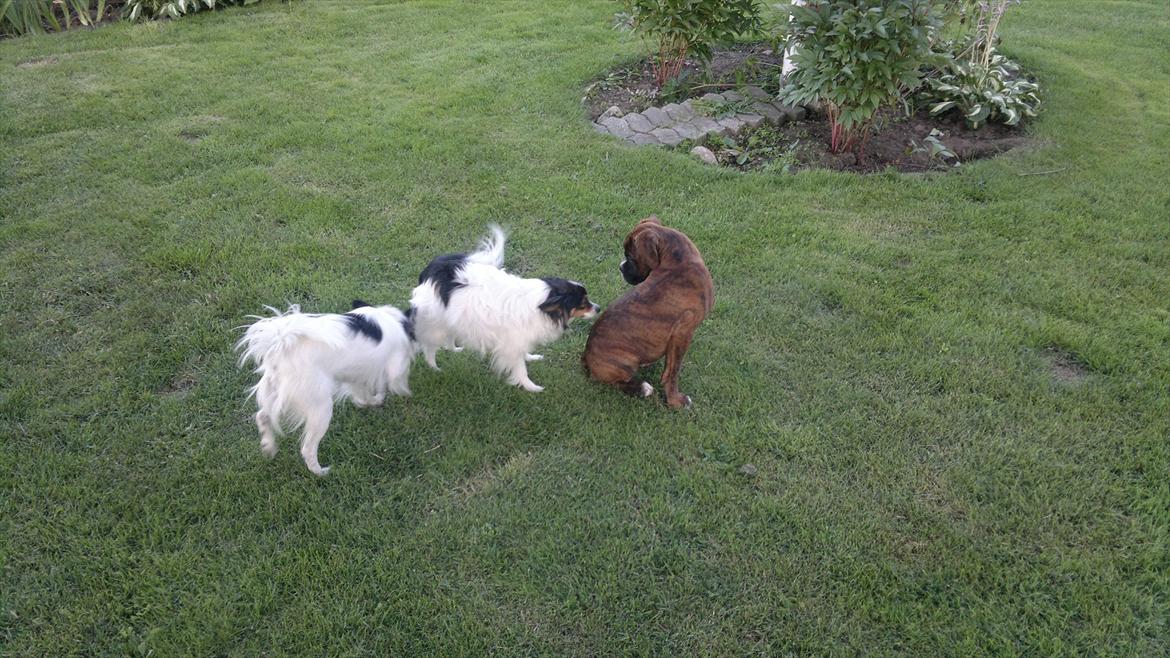 Boxer sally billede 3