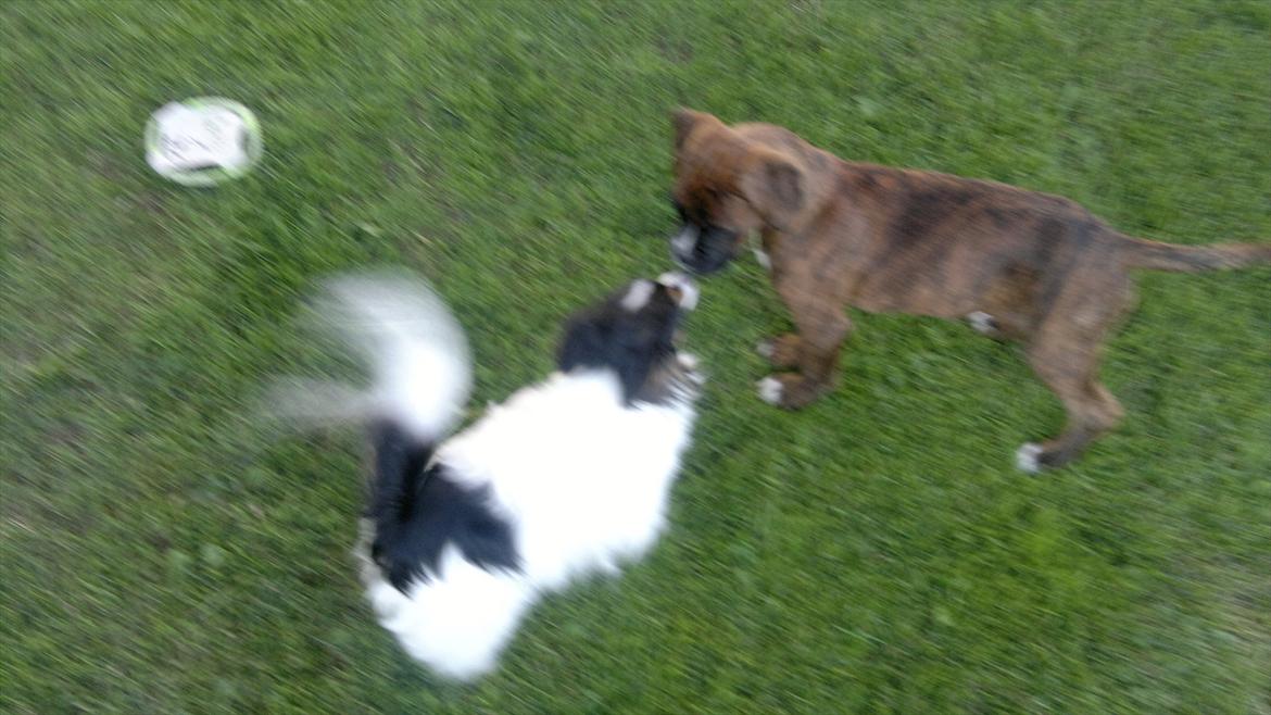 Boxer sally billede 4