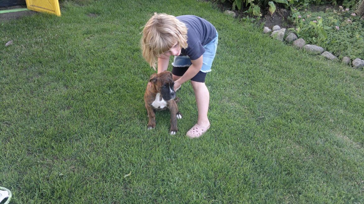 Boxer sally billede 5