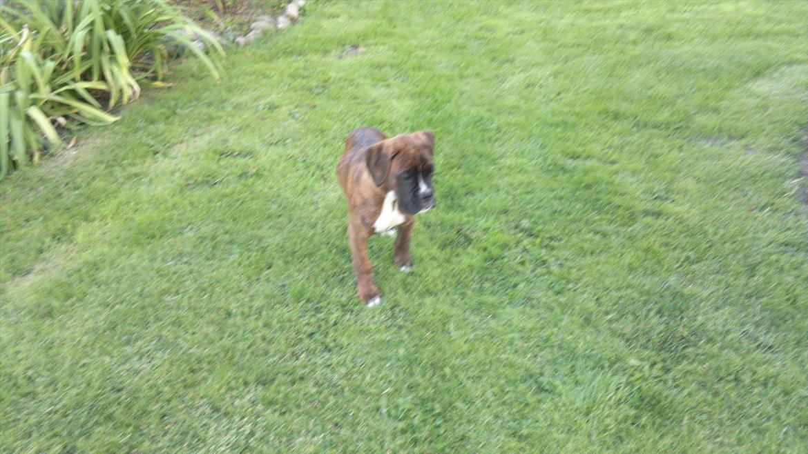 Boxer sally billede 6