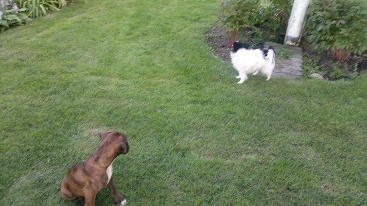 Boxer sally billede 7