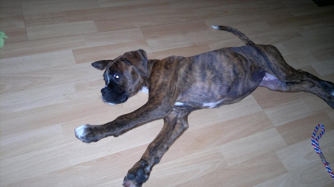 Boxer sally billede 8