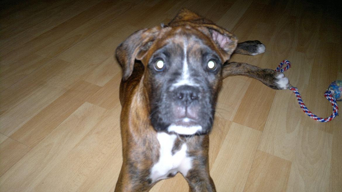 Boxer sally billede 9