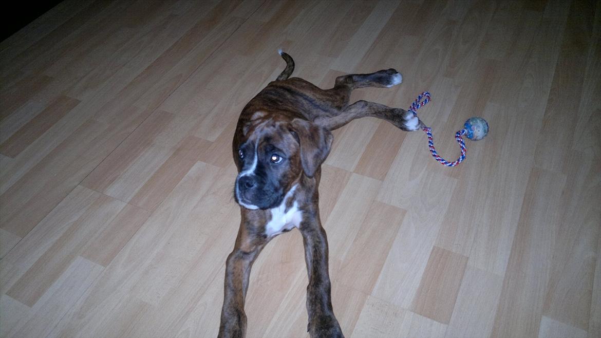 Boxer sally billede 10